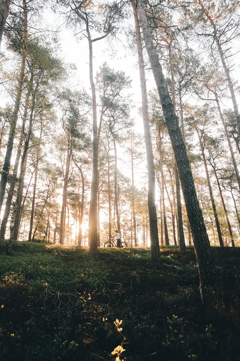 Servicio Rápido para Eventos